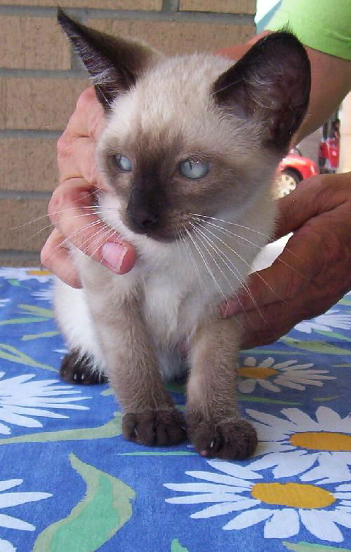 Mocha