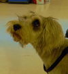 Duchess