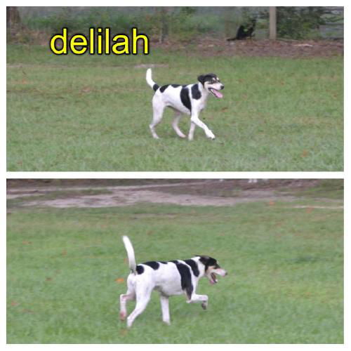 Delilah
