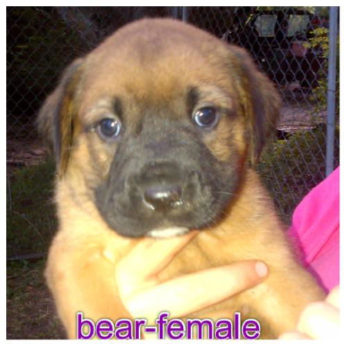 Bear