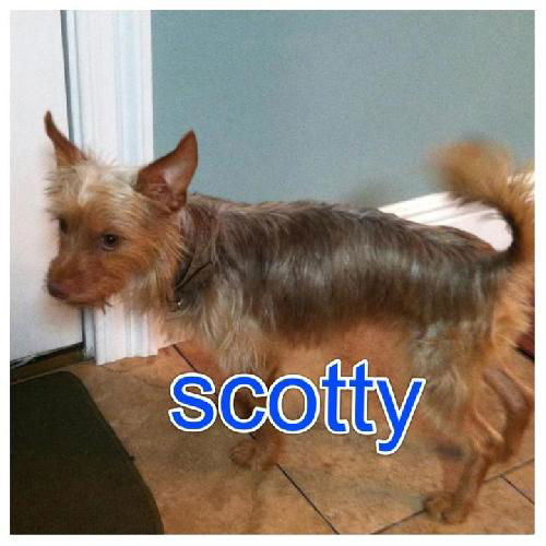 Scotty