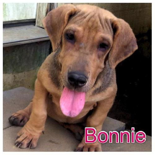 Bonnie