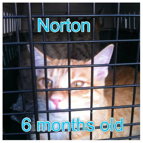 Norton
