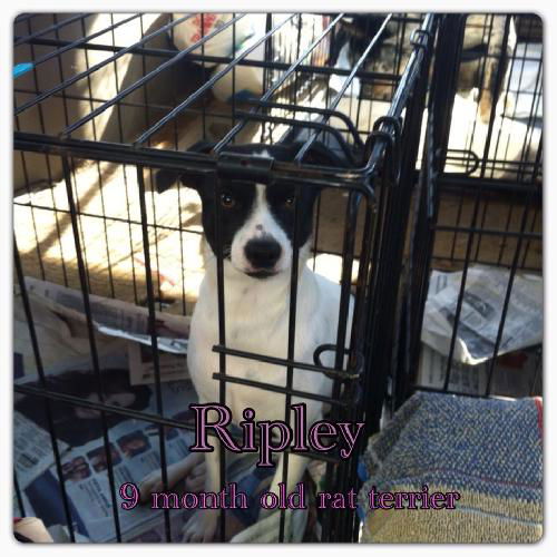 Ripley
