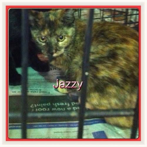 Jazzy