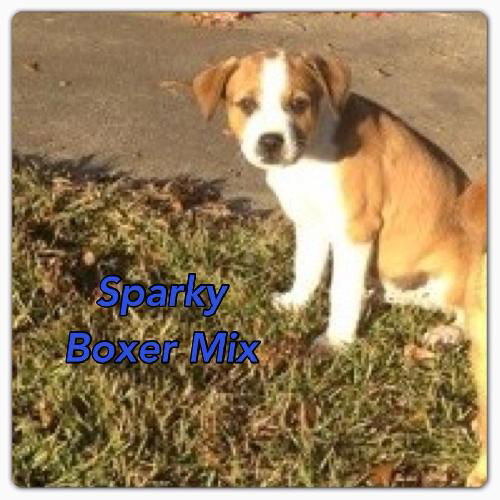 Sparky