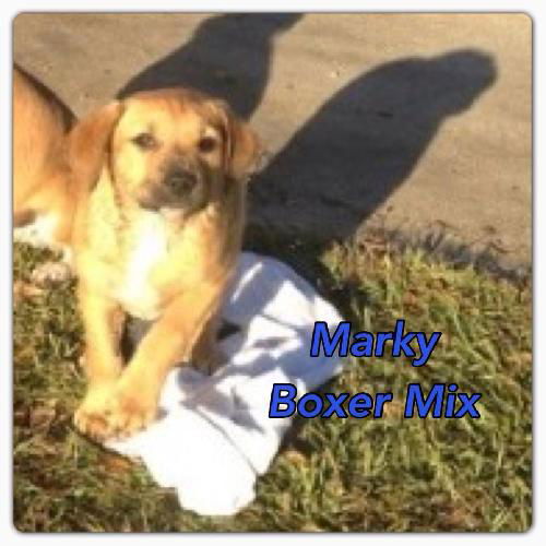 Marky