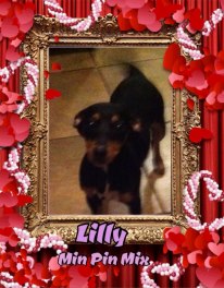 Lilly