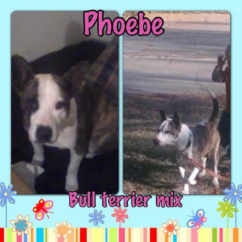 Pheobe