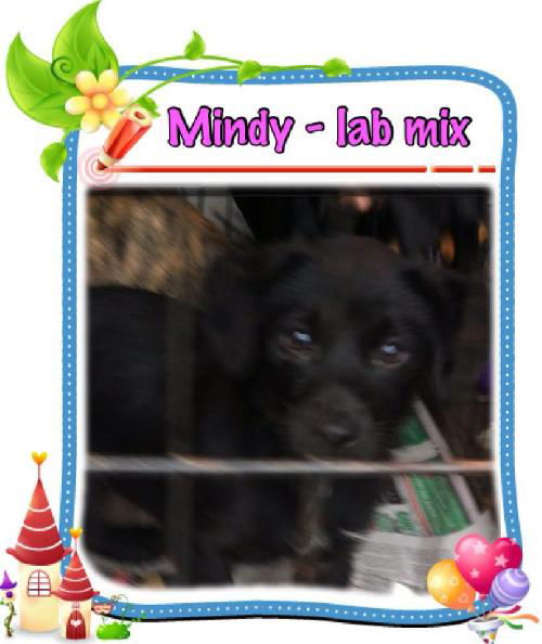 Mindy