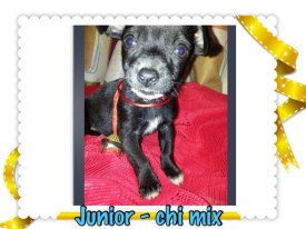 Junior