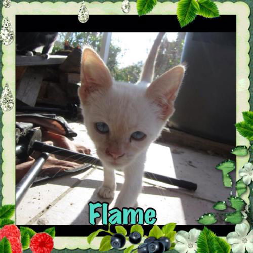 Flame