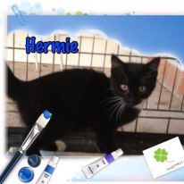 Hermie