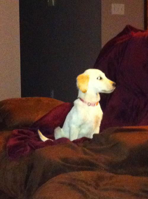 Dixie