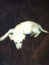 Dixie
