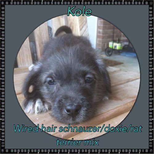 Kole