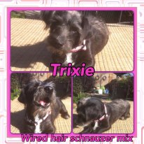 Trixie