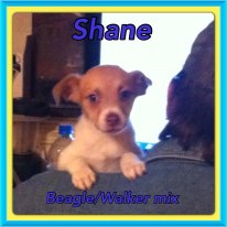 Shane