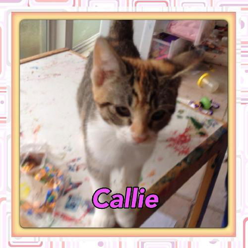 Patches (Callie)