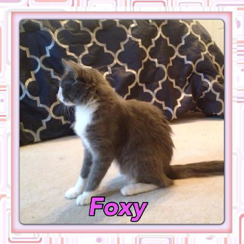 Foxy