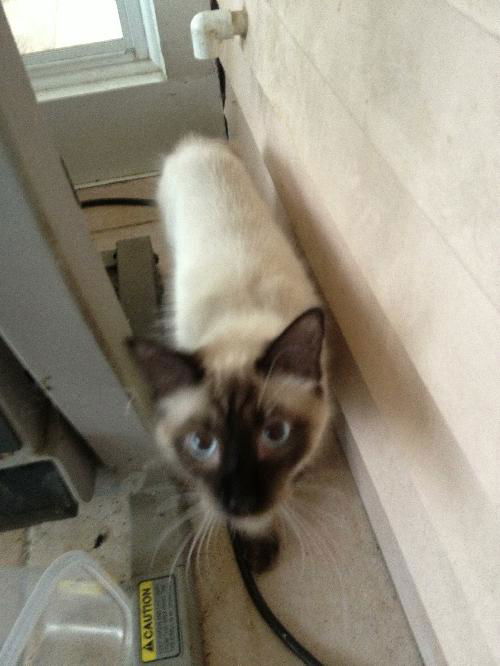 Figaro