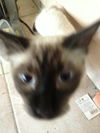Figaro