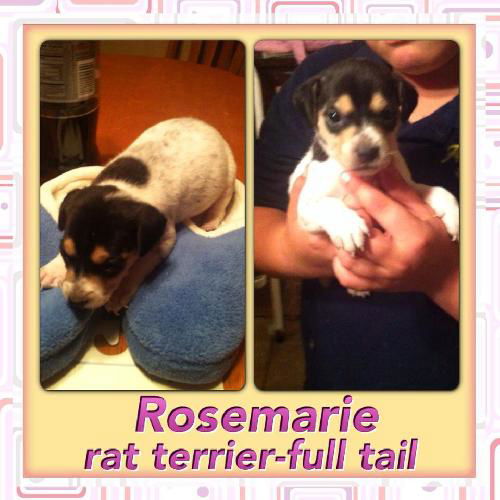 Rosemarie