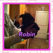 Robin
