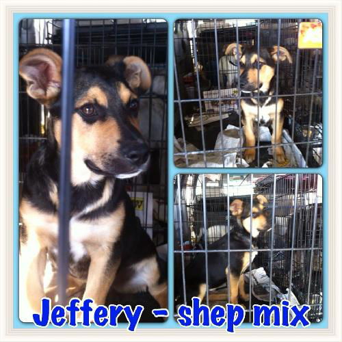Jeffery