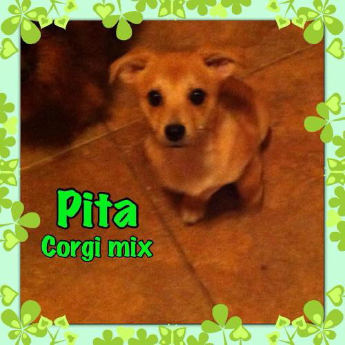 Pita