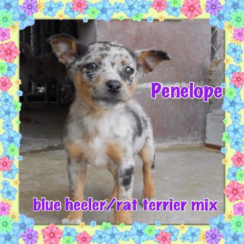 Penelope