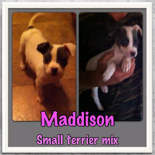 Maddison