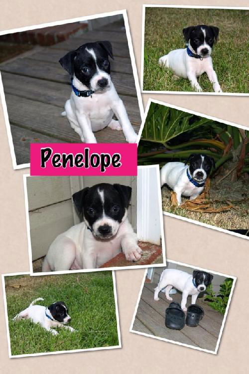 Baby Penelope