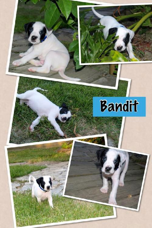 Bandit