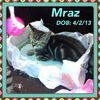 Mraz