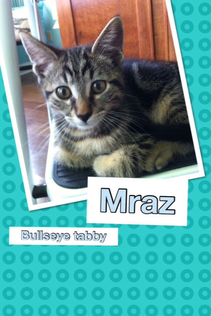 Mraz