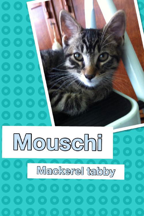 Mouschi