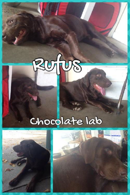 Rufus