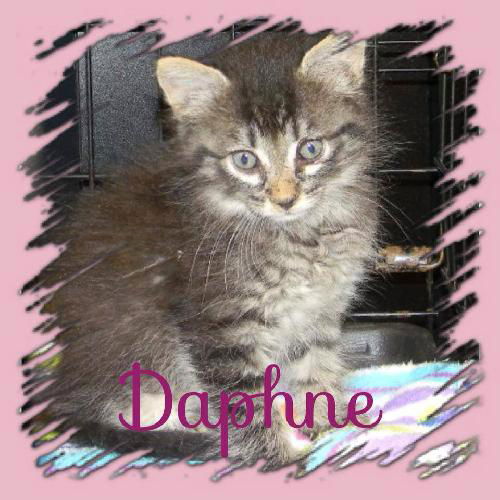 Daphne