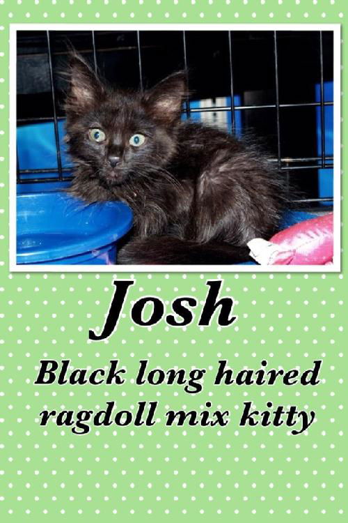 Josh