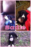 Sadie