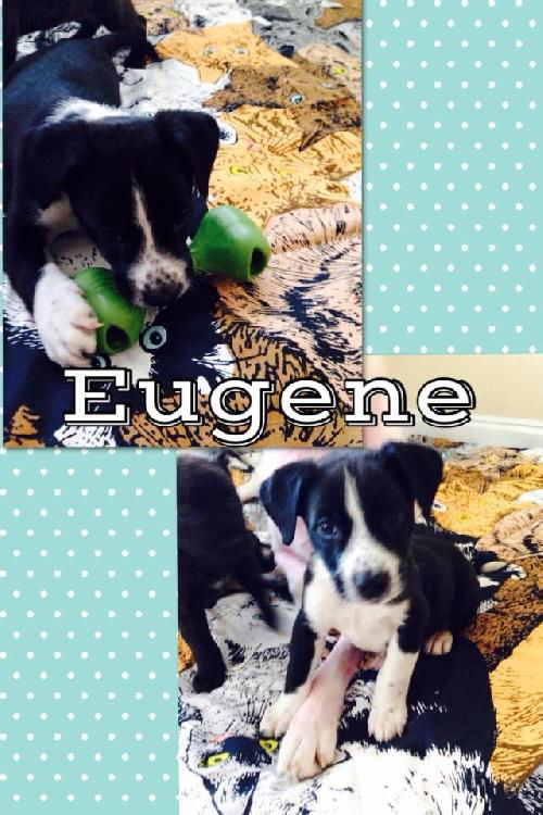 Eugene