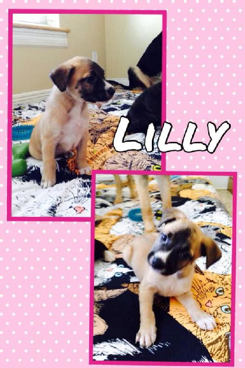 Lilly