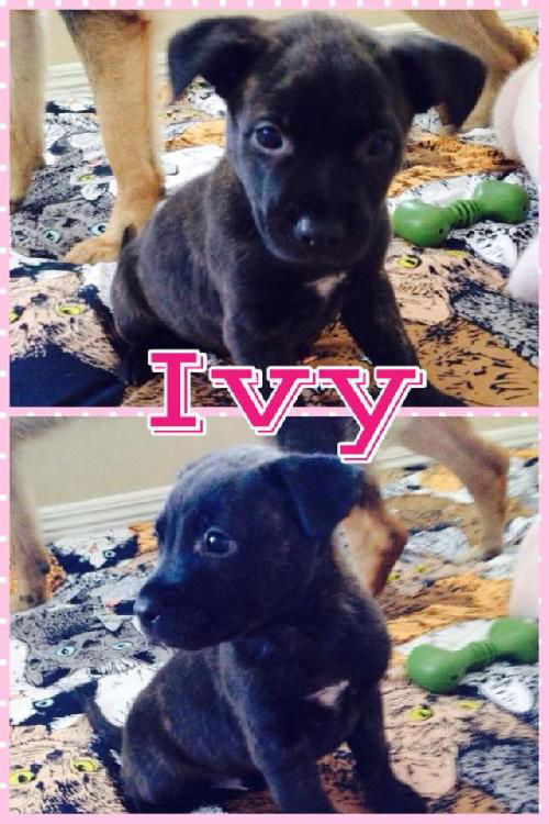 Ivy