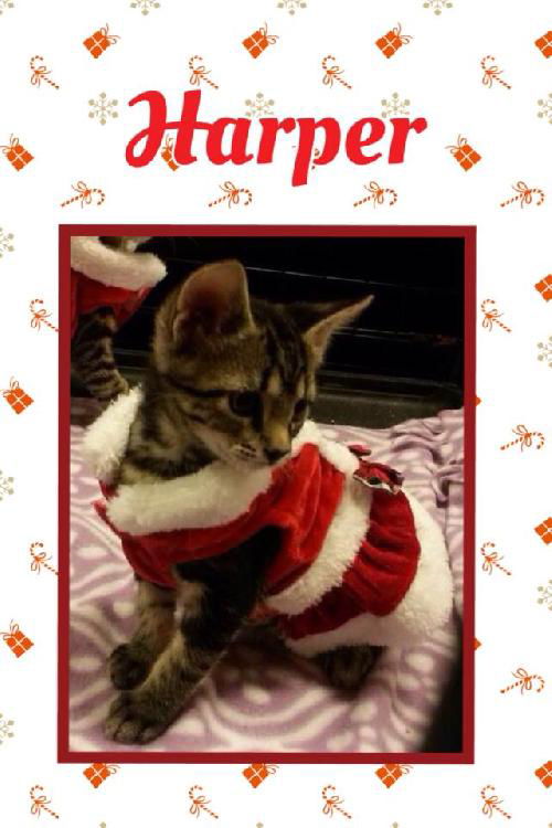 Harper