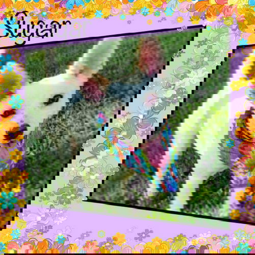 Sugar