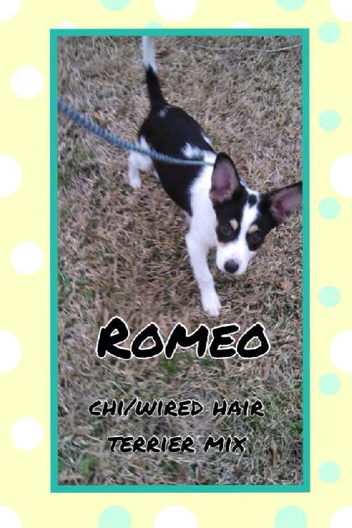 Romeo