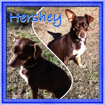 Hershey