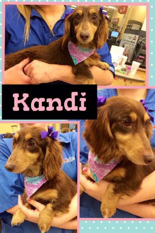 Kandi