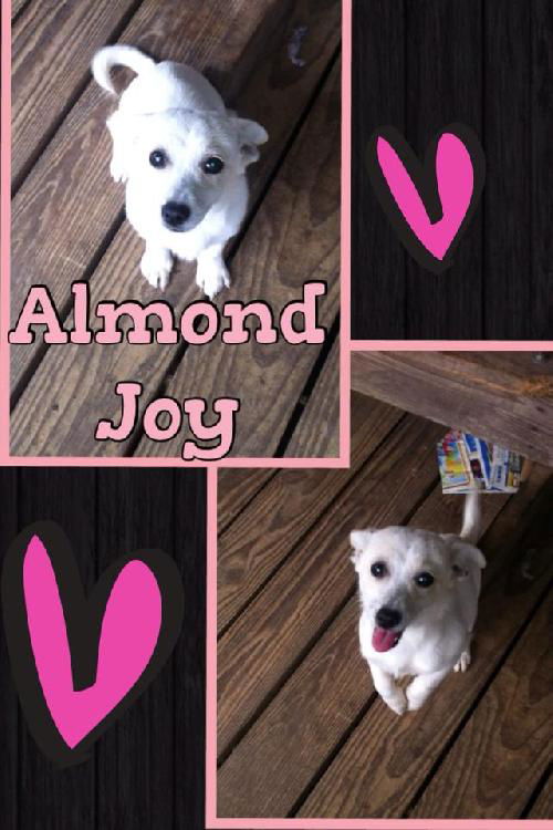 Almond Joy